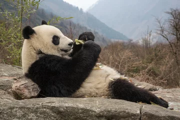 Gardinen Panda Giant panda, Ailuropoda melanoleuca, laying on rock in the mountains, eating bamboo.  © JAK