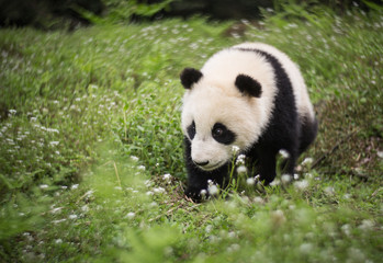 Obraz na płótnie Canvas Giant panda, Ailuropoda melanoleuca, approximately 6-8 months old, walking through wildflowers.
