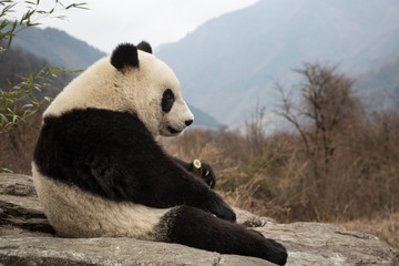 Giant panda, Ailuropoda melanoleuca, sitting upright on rock in the mountains, eating bamboo.