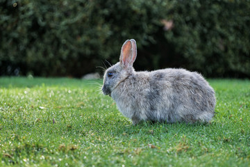 one cute grey rabbit on green grass field enjoying its lunch in the park in the afternoon