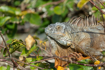 Green Iguana male on ground