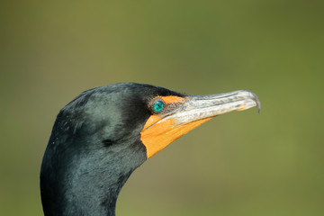 Closeup of an adult Double Crested Cormorant