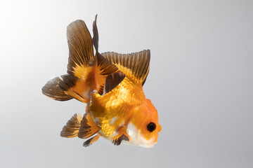 Gold fish. A lonely little gold fish