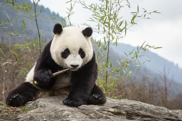 Fototapeten Giant panda, Ailuropoda melanoleuca, sitting upright on rock in the mountains, eating bamboo. © JAK