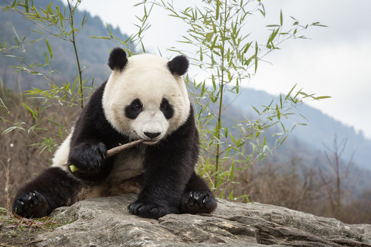 Giant panda, Ailuropoda melanoleuca, sitting upright on rock in the mountains, eating bamboo.
