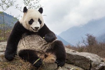 Obraz premium Giant panda, Ailuropoda melanoleuca, sitting upright on rock in the mountains, eating bamboo.
