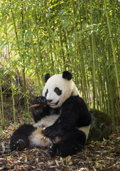 Giant panda, Ailuropoda melanoleuca, sitting upright, eating in a bamboo grove, leaning against a...