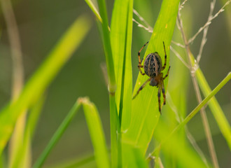 pequeña araña posada en yuyo