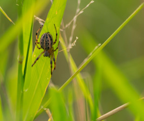 pequeña araña posada en yuyo