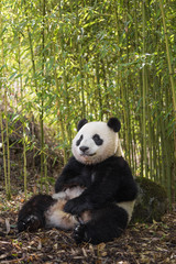 Giant panda, Ailuropoda melanoleuca, sitting upright in a bamboo grove, leaning against a rock.