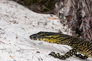Low angle close-up shot of a Lace Monitor, commonly known as Tree Goanna (Varanus varius), a lizard...