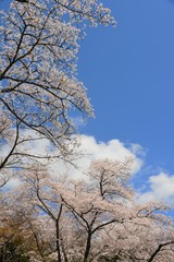 空に咲くソメイヨシノの桜の花です。