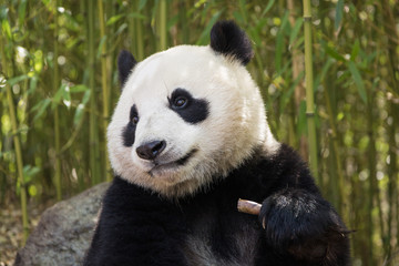 Giant panda, Ailuropoda melanoleuca, portrait while eating, leaning against rock in bamboo grove.