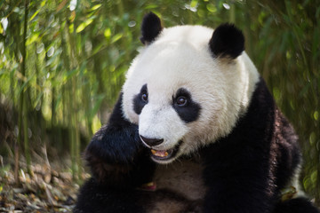 Giant panda, Ailuropoda melanoleuca, portrait while eating, sitting upright in a bamboo grove.