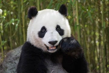Naklejka na ściany i meble Giant panda, Ailuropoda melanoleuca, portrait while eating, leaning against rock in bamboo grove.