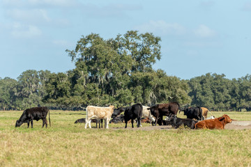 Naklejka na ściany i meble Cattle grazing in a Florida Field