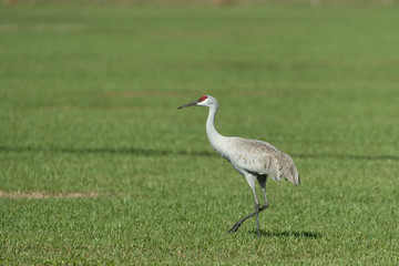 Obraz na płótnie Canvas Sandhill Cranes in Florida Farm Field