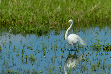 Obraz premium Great White Egret in swampy Area