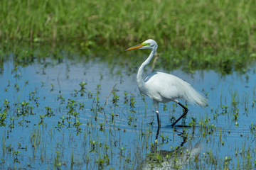Great White Egret in swampy Area