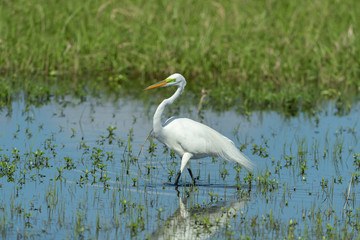 Great White Egret in swampy Area
