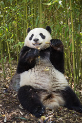 Naklejka premium Giant panda, Ailuropoda melanoleuca, sitting in a bamboo grove eating.