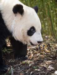 Giant panda, Ailuropoda melanoleuca, portait, standing position, bamboo background.