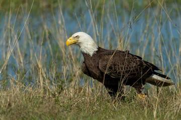 Bald Eagle Collecting nesting Material in Florida