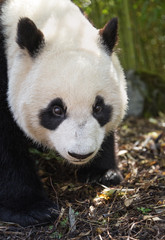 Fototapeta premium Giant panda, Ailuropoda melanoleuca, portait, standing position, bamboo background.