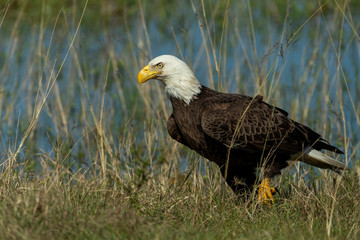 Bald Eagle Collecting nesting Material in Florida