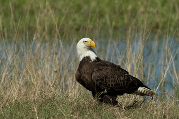 Bald Eagle Collecting nesting Material in Florida