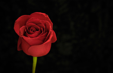 Red rose on black background