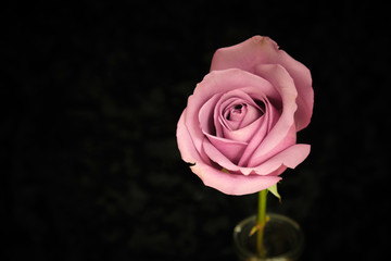 Pink rose on black background