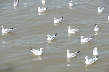 seagull in Bang Pu sea, Thailand