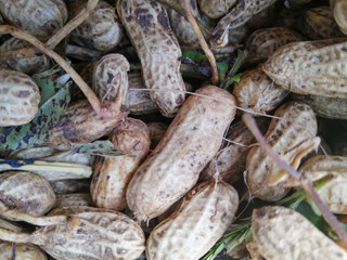 peanut in a shell texture. food background of peanuts