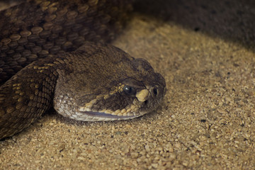 Angry snake over the ground