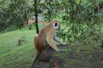 brown monkey on a rock