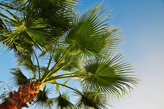 Palm tree against the blue sky. Palm branches with long green leaves. Tropical nature background.