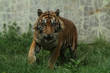 tiger in zoo