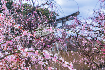 桜よりも可憐に咲くしだれ梅を知っていますか？