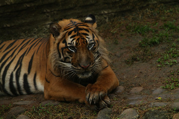 Calm tiger