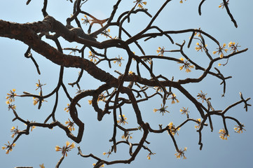 Tree branches with flowers against blue sky. Tree crown, fancy pattern of branches. Abstract image, natural plant background.