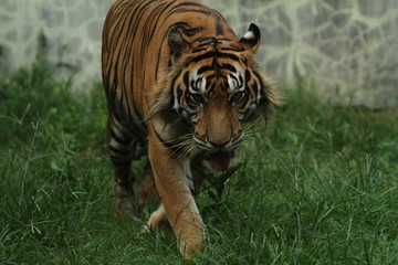 tiger in zoo