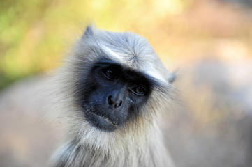 Portrait of grey Langur on blurred background, close up. Langur Indian Hanuman specie of Monkey.
