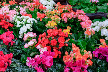 Obraz premium Beautiful natural colorful Begonia flowers in the garden.