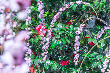 Obraz premium 桜よりも可憐に咲くしだれ梅を知っていますか？