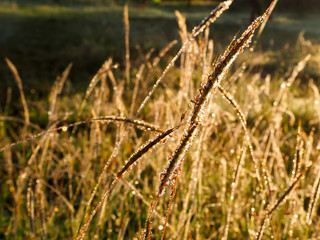 Fototapeta premium Green and brown grass field with morning dew and sunlight shining through