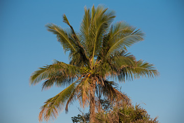 Fototapeta na wymiar A palm tree full of coconuts