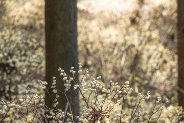 春まだ肌寒い山道、ポワポワと咲く黄色いミツマタ