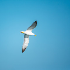 Sea gull in the clear blue sky.