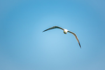 Sea gull in the clear blue sky.